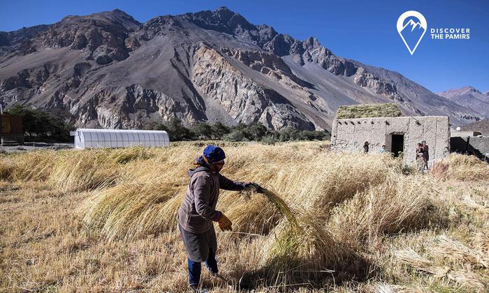 Harvest time. Kudara village, Bartang valley, Tajikistan