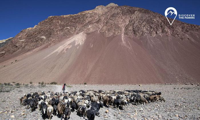 Shepherd with animals in the High Pamirs