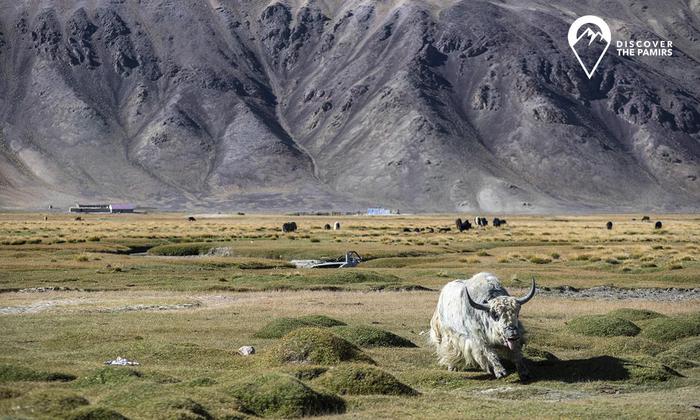 Yaks. Murghab, Pamir, Tajikistan