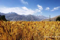 Campo de grano en Ratm aldea del valle de Wakhan
