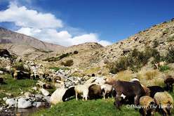 Pâturage à la forteresse Abreshimqala, vallée de Wakhan, Pamir, Tadjikistan